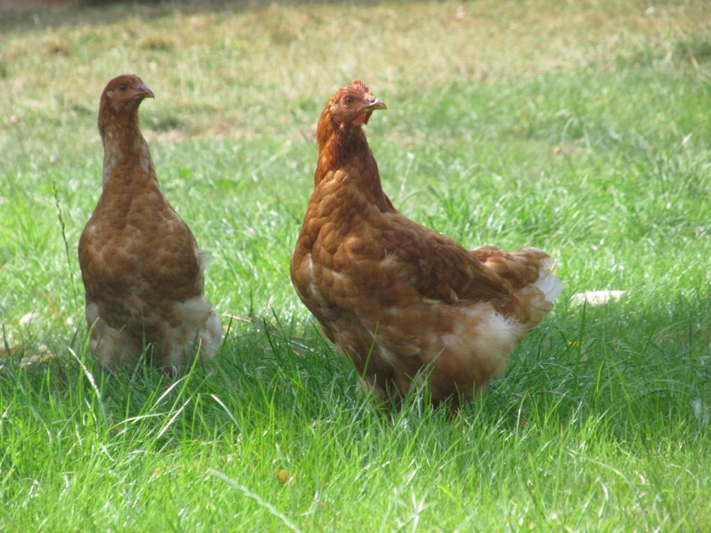 Maison Prairie Bonheur Bed and Breakfast Magny-les-Hameaux Rum bild
